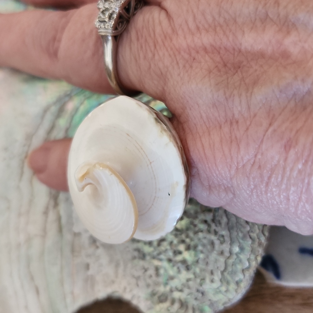 Sea Shell Ring - Picture 4 of 7